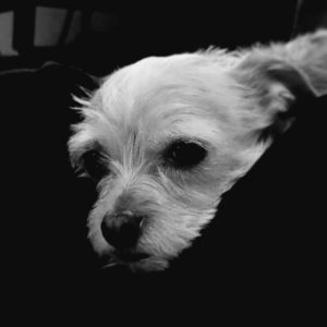 black and white dog sad